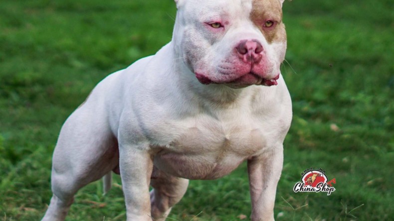 abkc american bully for sale