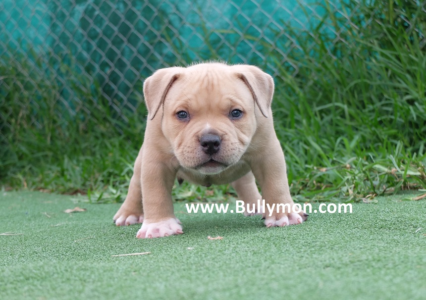 Puppy SONIC - Miniature, Pocket and Exotic Bully Puppy and Dog For Sale, Bullymon
