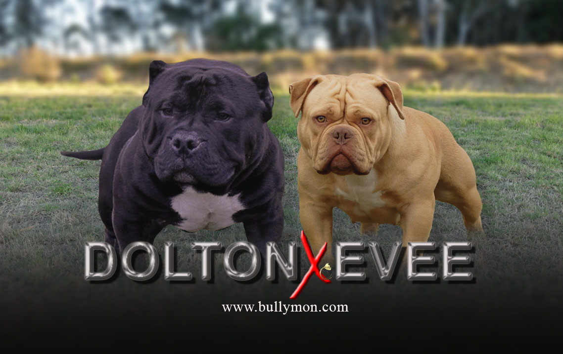 American Bully Gottyline Dax . The world most famous American Bully Dax -  Miniature, Pocket and Exotic Bully, Bullymon