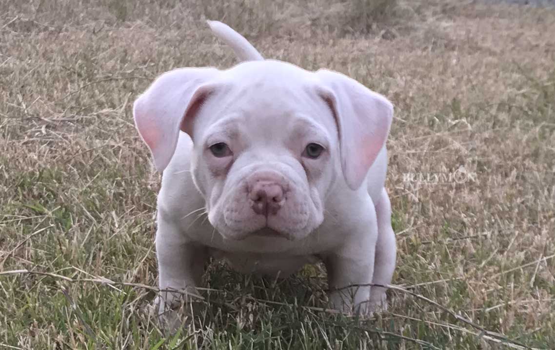 Puppy Chocolate Pied - Miniature, Pocket and Exotic Bully | Bullymon ...