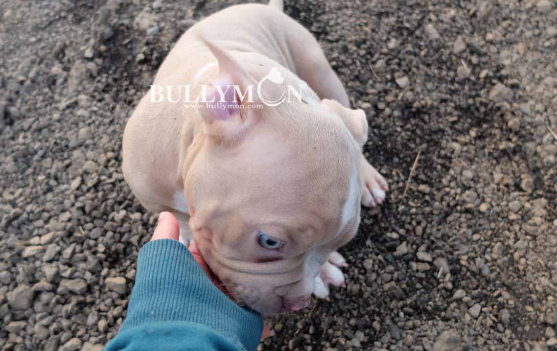 Puppy Lilac - Miniature, Pocket and Exotic Bully Puppy and Dog For