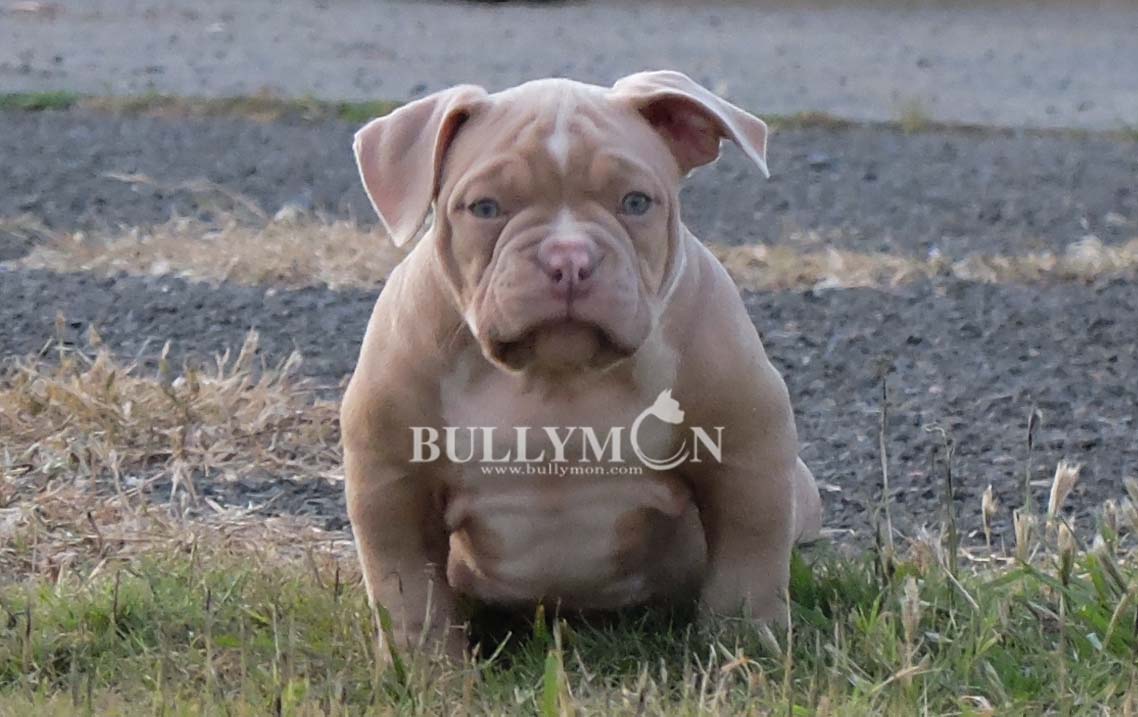 Puppy Lilac - Miniature, Pocket and Exotic Bully Puppy and Dog For Sale, Bullymon