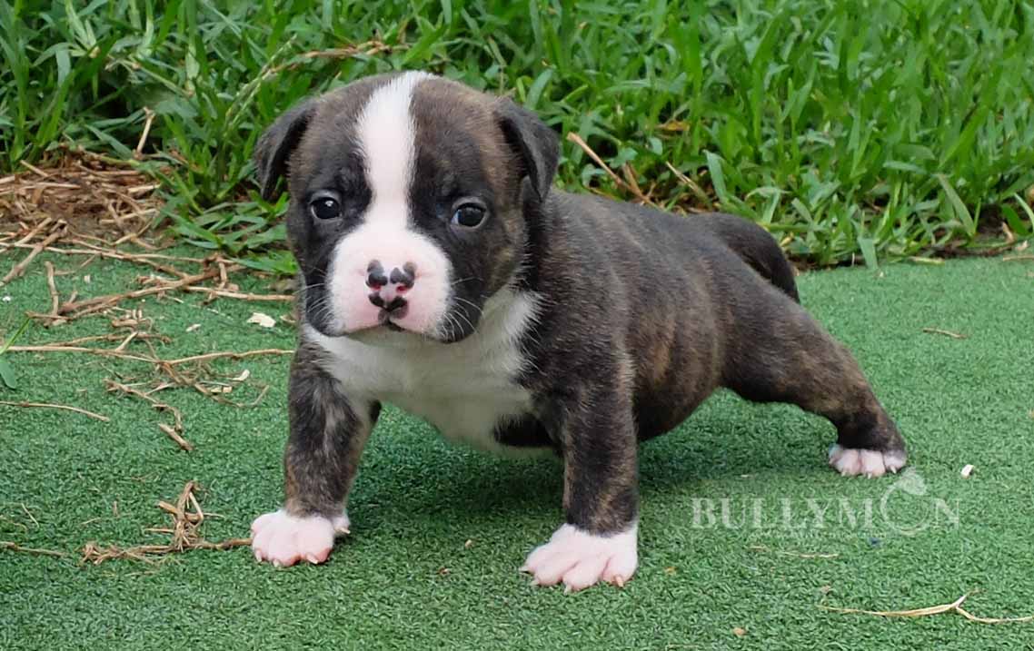 Pocket American Bully Brindle At Frederick Kowalski Blog Pocket American Bully Brindle At Frederick Kowalski Blog
