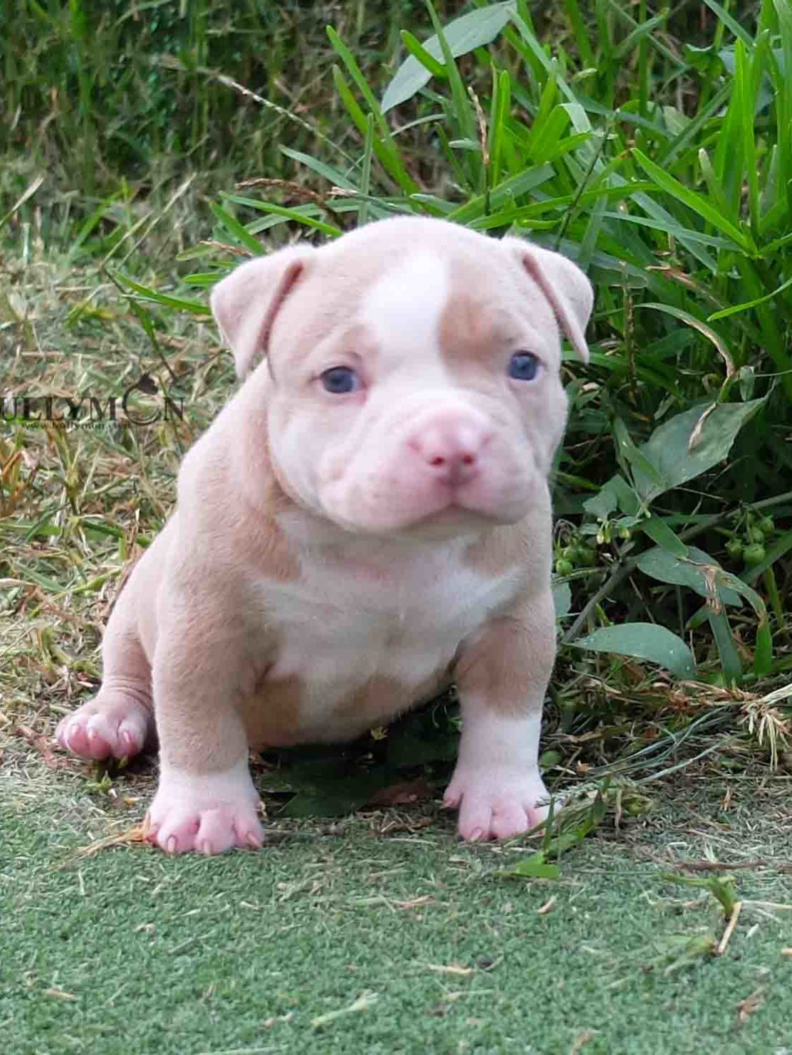 Puppy Lilac Champagne - Miniature, Pocket and Exotic Bully | Bullymon ...