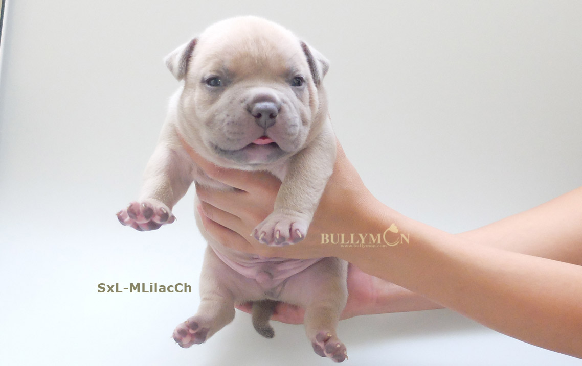 Champagne bully for sales sale