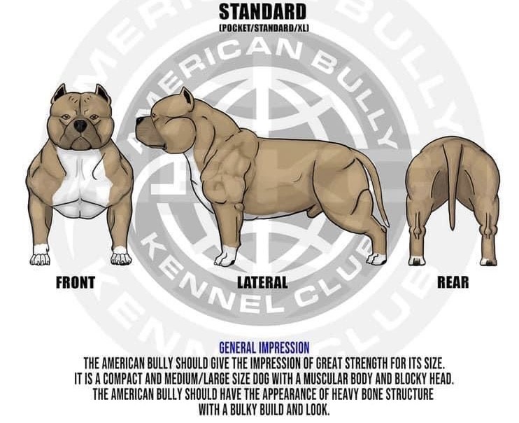 ABKC judge look for in a American Bully Pocket and