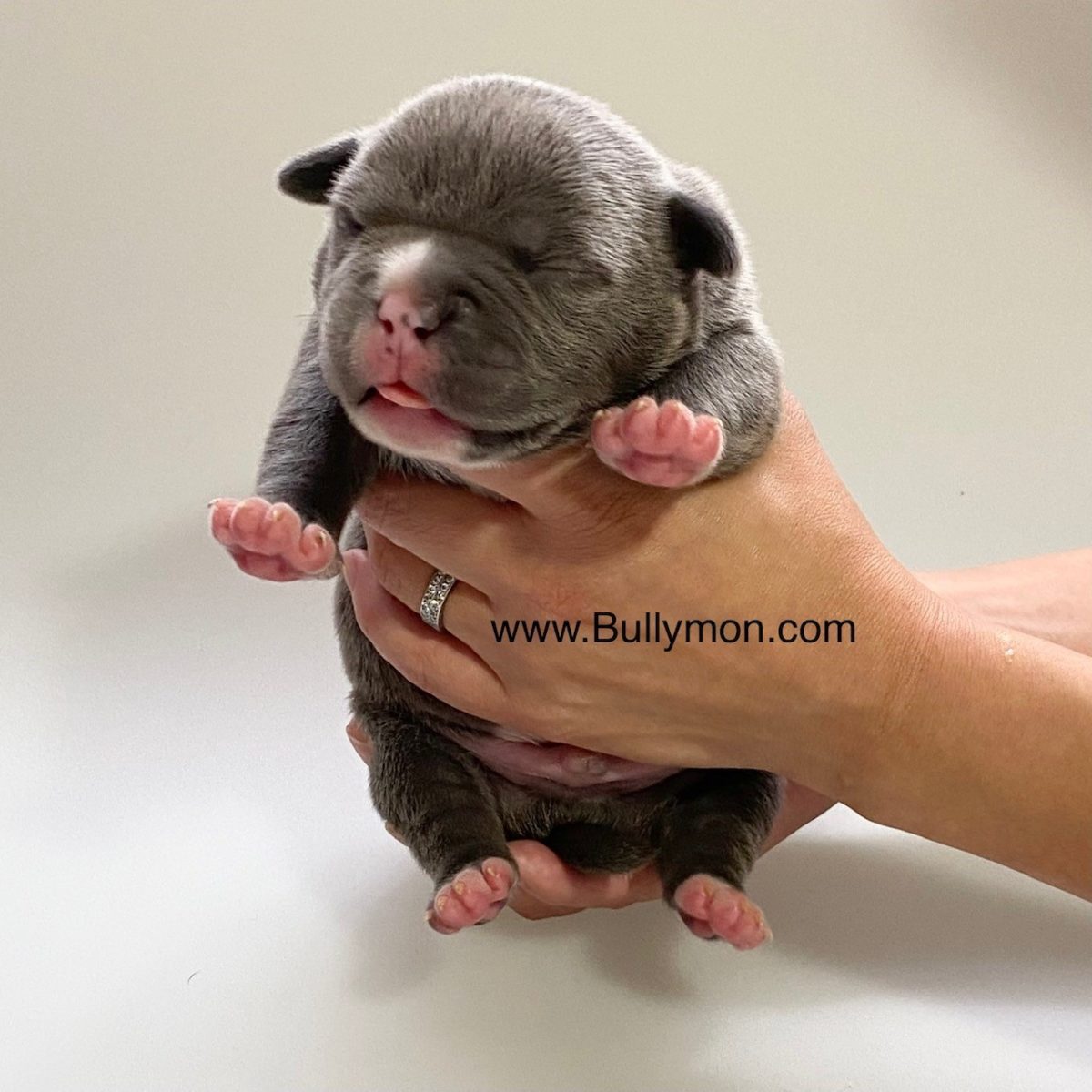 Our Puppy Gallery - Miniature, Pocket and Exotic Bully | Bullymon ...
