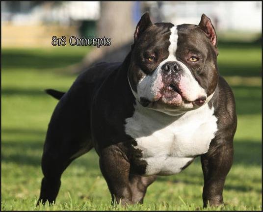 American Bully Gottyline Dax . The world most famous American Bully Dax -  Miniature, Pocket and Exotic Bully, Bullymon