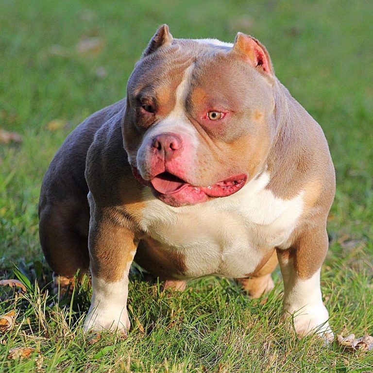 American Bully dogs for stud