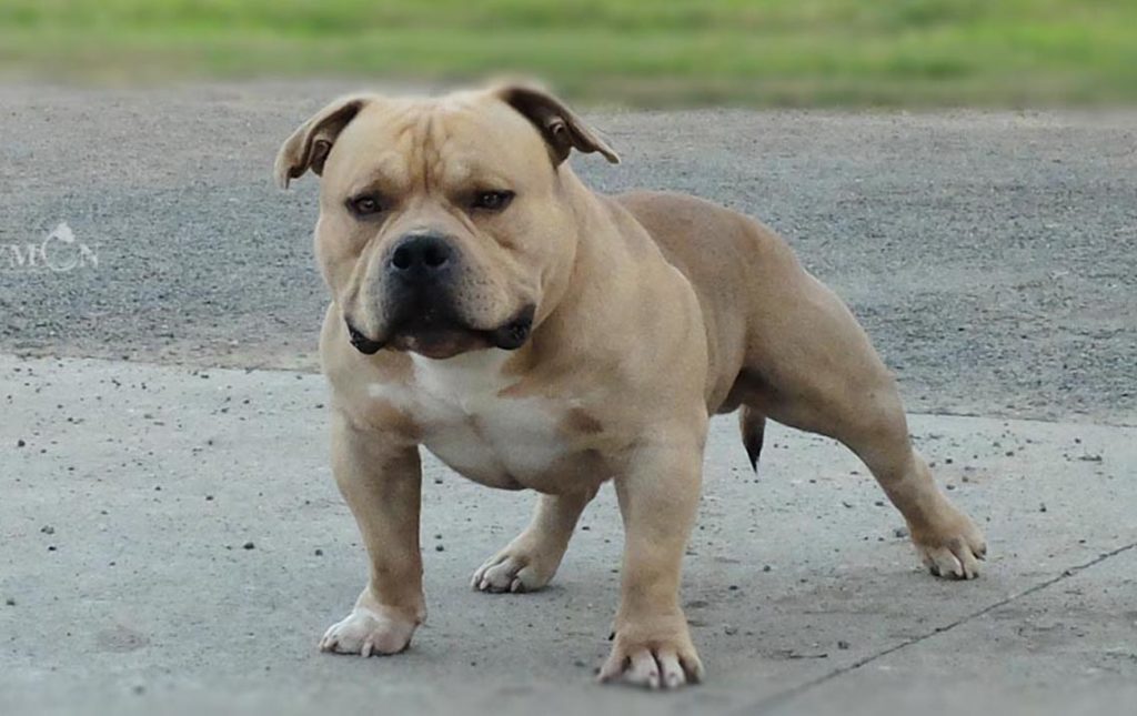 American bully dog - characteristic, appearance and pictures