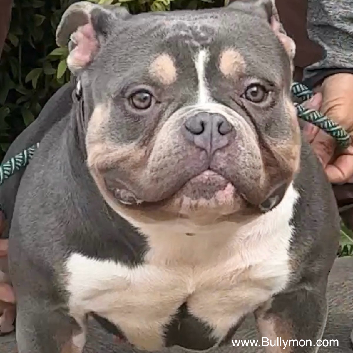 Blue - Miniature, Pocket and Exotic Bully Puppy and Dog For Sale, Bullymon