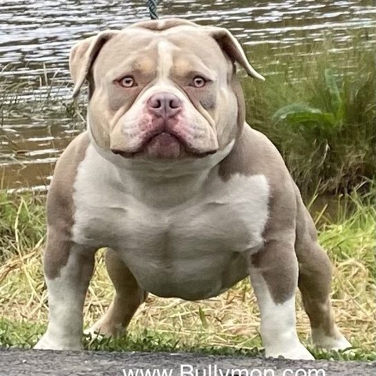 Blue Tri Male Oscar x Star – SOLD - Miniature, Pocket and Exotic Bully  Puppy and Dog For Sale, Bullymon