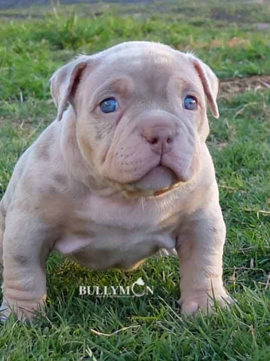 Blue - Miniature, Pocket and Exotic Bully Puppy and Dog For Sale, Bullymon