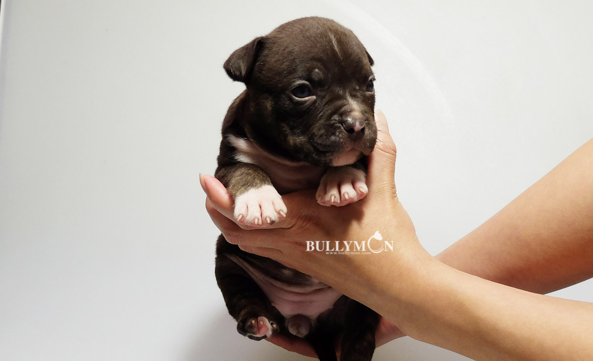 Bullymon Choc Tri Trindle Female PoloG x Bell – Puppy for Sale