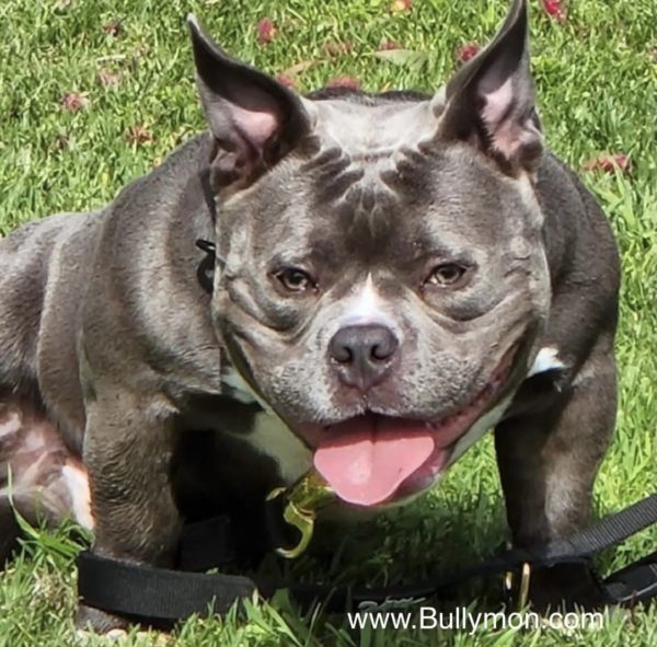 Gallery - Miniature, Pocket and Exotic Bully Puppy and Dog For Sale, Bullymon