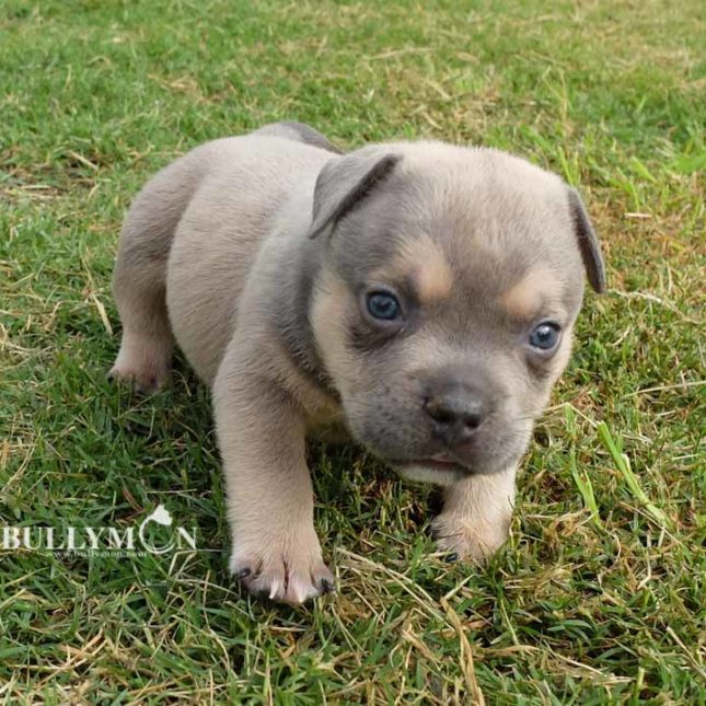 Bullymon Pocket Bully Sonic x Mooncake puppy MALE 1 – Sold - Miniature ...