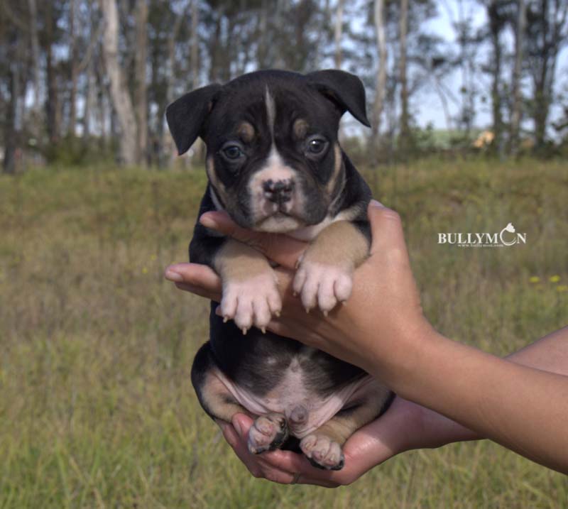 Bullymon Oscar to Star Black Tri Puppy Male 1- SOLD - Miniature