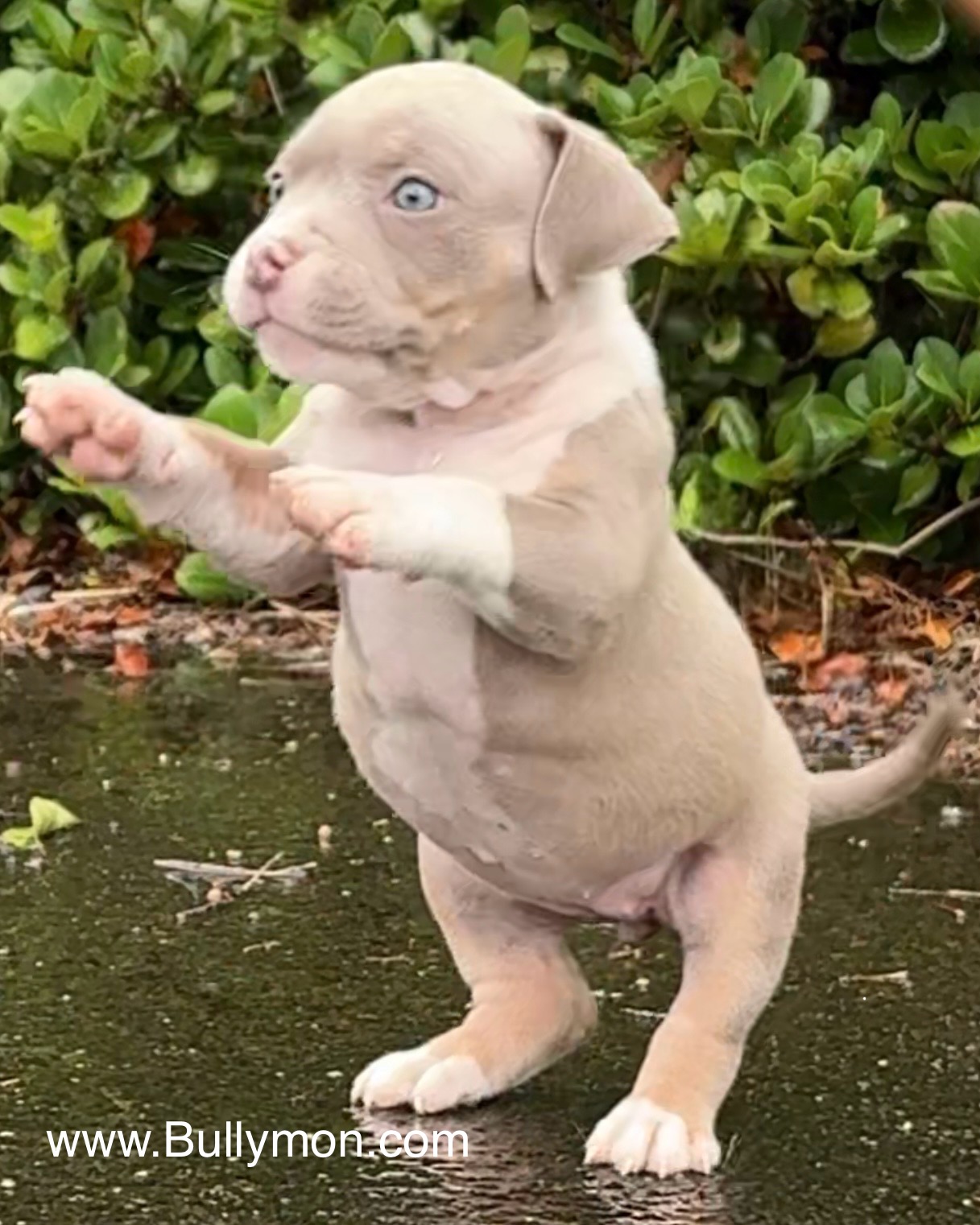 Blue Tri Male Oscar x Star – SOLD - Miniature, Pocket and Exotic Bully  Puppy and Dog For Sale, Bullymon